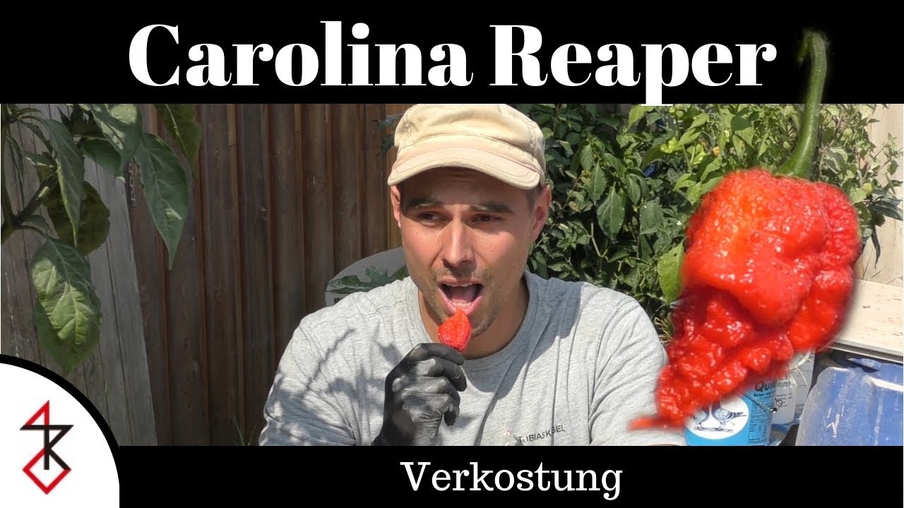 Carolina Reaper essen | Schärfste Chili der Welt probieren