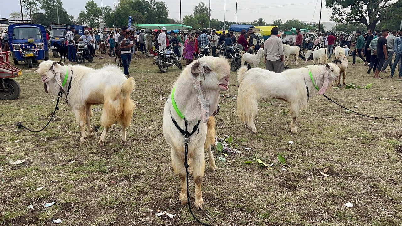 Bhopal Gandhi Nagar Bakra Mandi - 30 April 2023