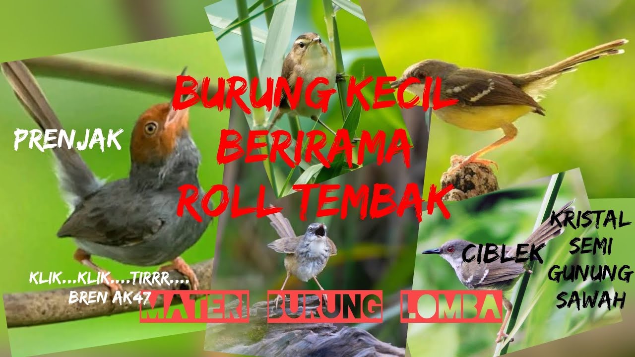 PRENJAK DAN CIBLEK || Burung kecil berirama roll tembak untuk materi burung lomba
