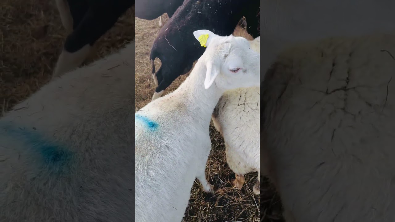Evening with the Lambs #hairsheep #katahdin #lambslife #farmlife