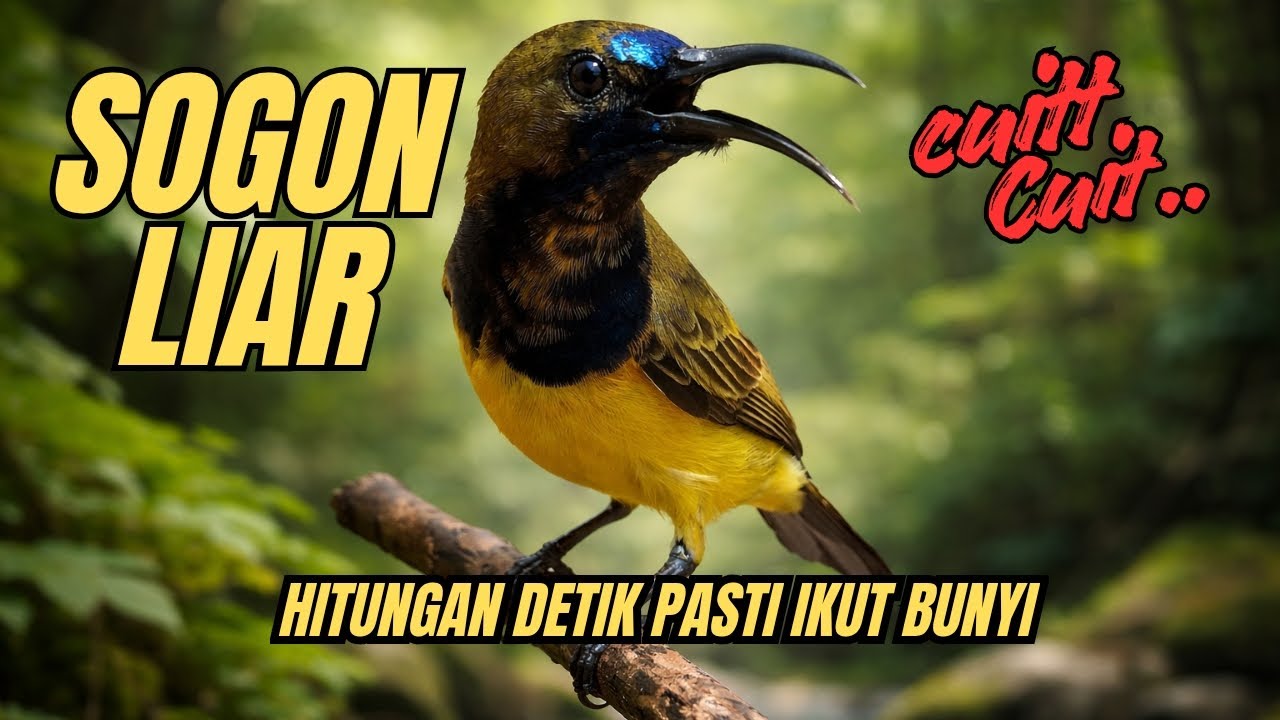 SOGON LIAR || AMPUH UNTUK PANCINGAN 