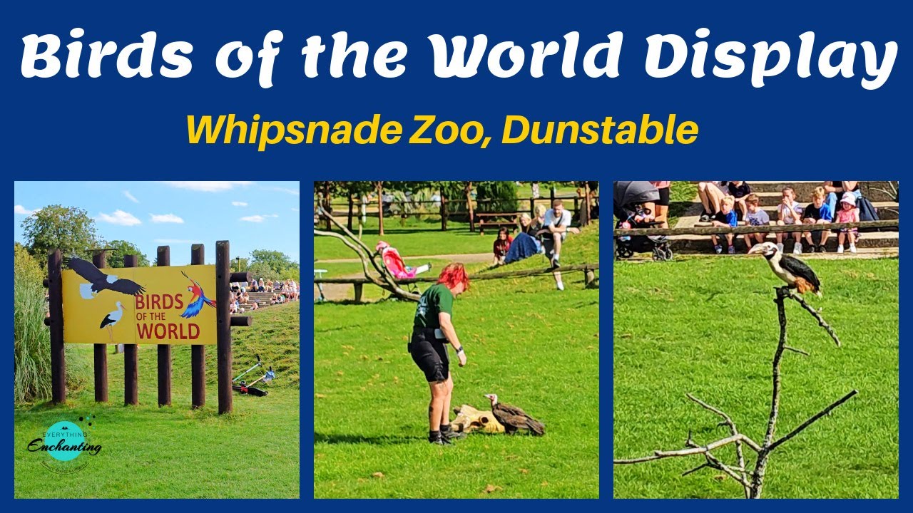 Birds of the World Display - Bird Talk Show at Whipsnade Zoo, Dunstable, UK