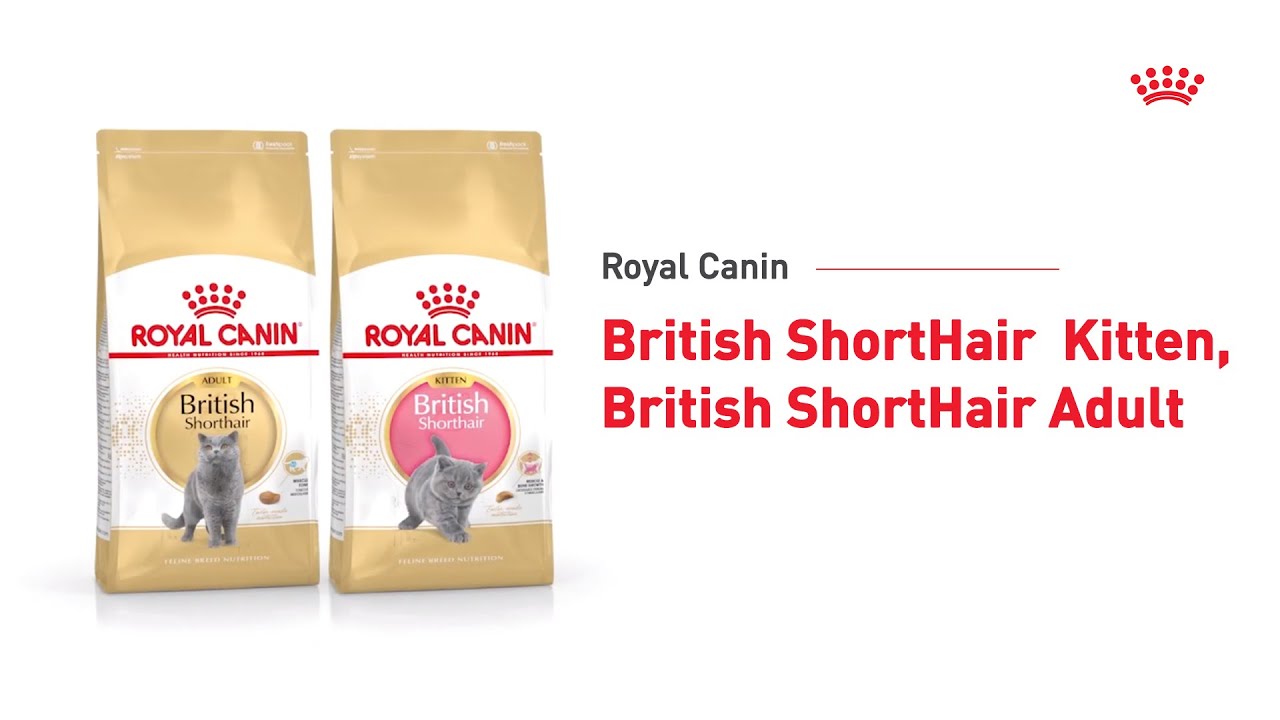Royal Canin British Shorthair Kitten & Adult