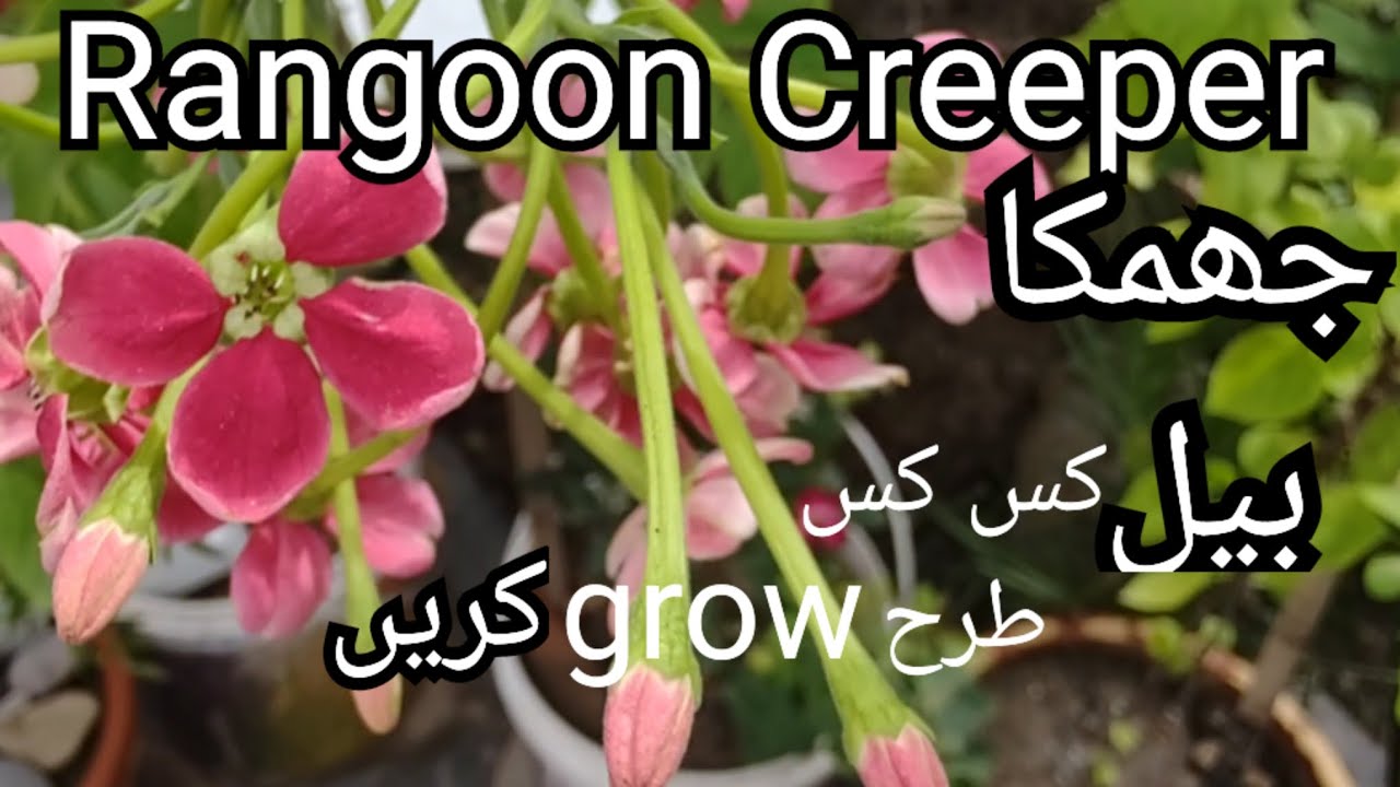 How to grow Rangoon Creeper | Jhumka Bail k bary chand aham batain #rangooncreeper #flowers