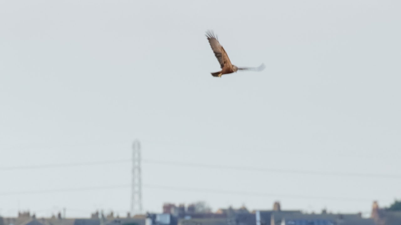 Bird Watching at RSPB Dungeness Nature Reserve (4k)