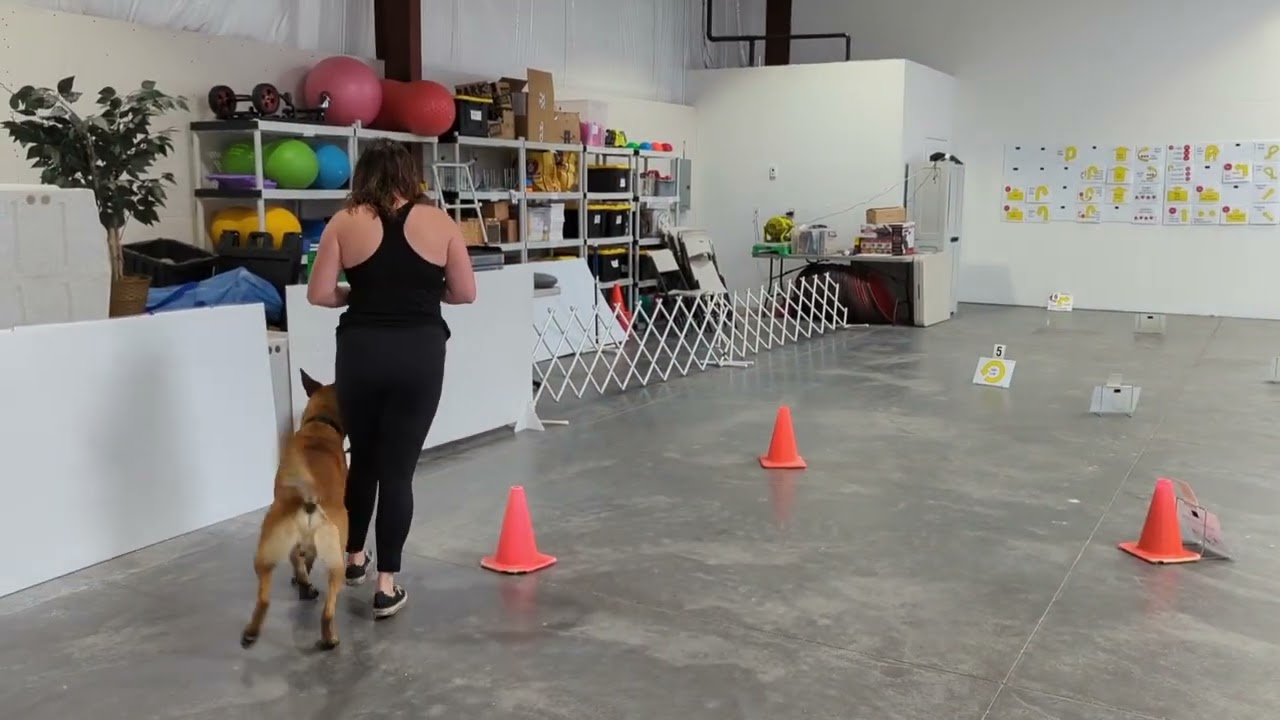 AKC Virtual Rally Novice Course 2 - Sierra and Makl