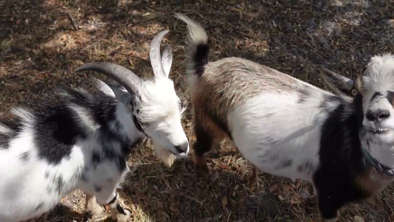 Checking on farm kids