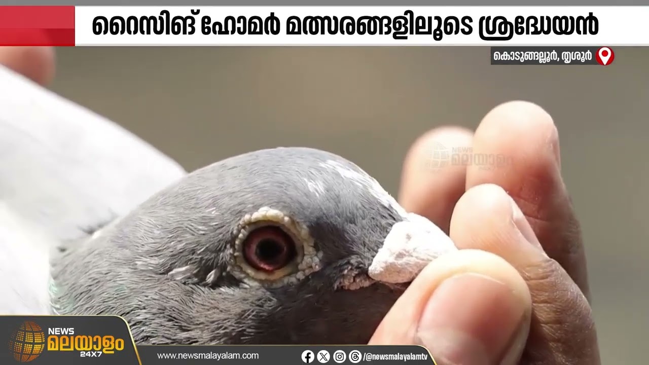 പന്തയ പ്രാവുകളെ വളർത്തി ശ്രദ്ധേയനായി കൊടുങ്ങല്ലൂർ സ്വദേശി അഭിലാഷ് | Racing Homer | Thrissur