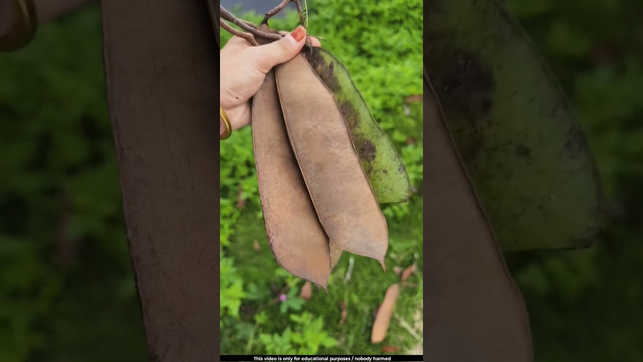 Beautiful carvings are made on the shell of this pod 🤔l #blackbean #tree