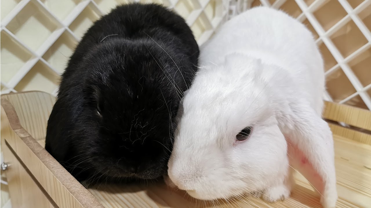 Bunnify Rabbit Bonding Session - Case No. 2
