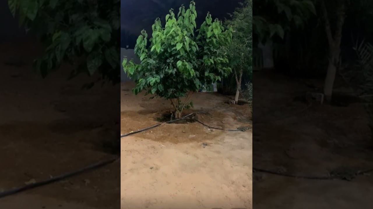 الحرمه واخوها