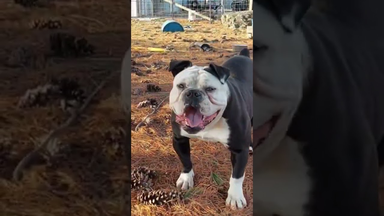 #Bulldogge