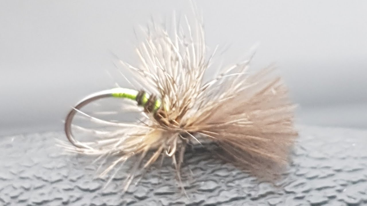 Olive Grunter