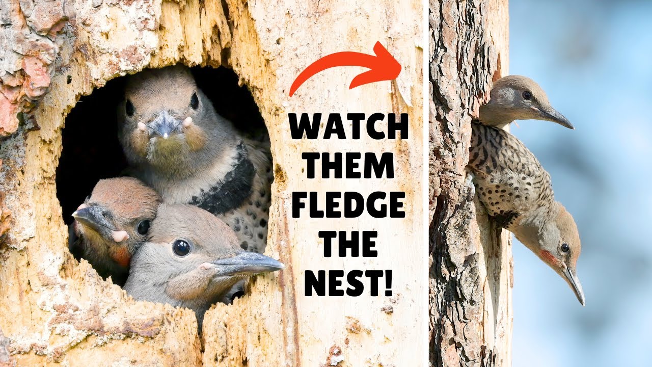 Northern Flicker Chicks (Feeding, Call Sounds and Fledging)