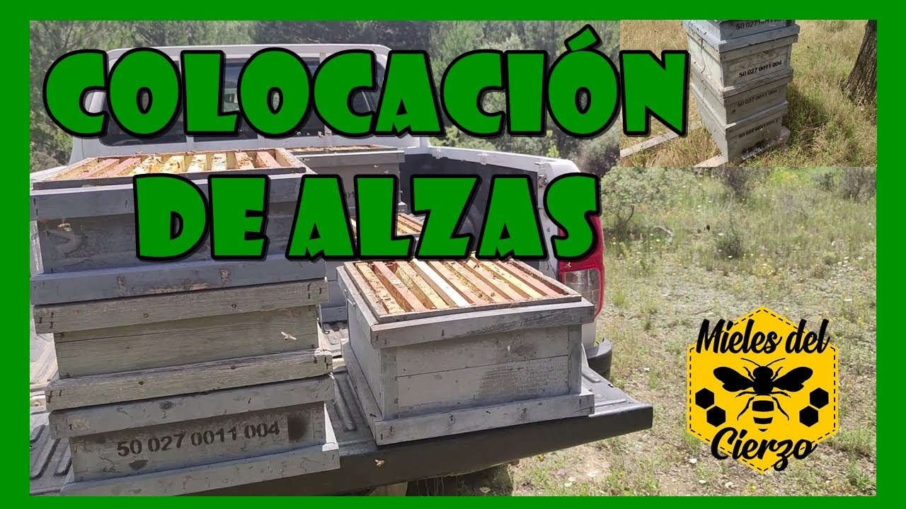 COLOCACIÓN DE ALZAS