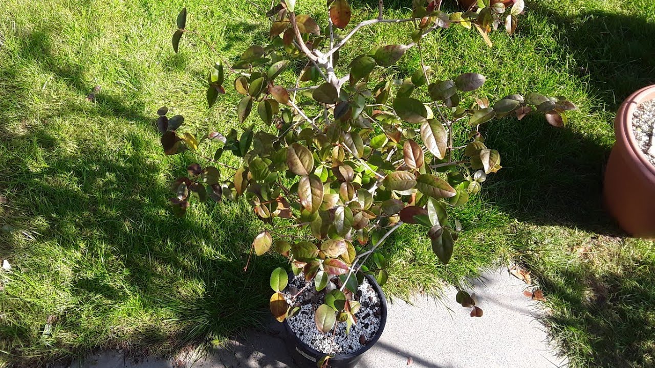 Surinam Cherry ( Eugenia Uniflora ), May update and re-potting