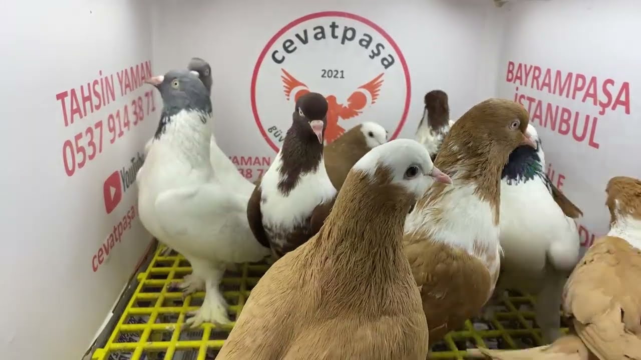 canlı güvercin mezat