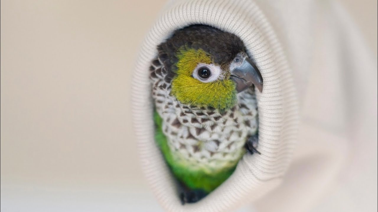 10 things to know about black capped conure, Sunny: A closer look at life with a black capped conure