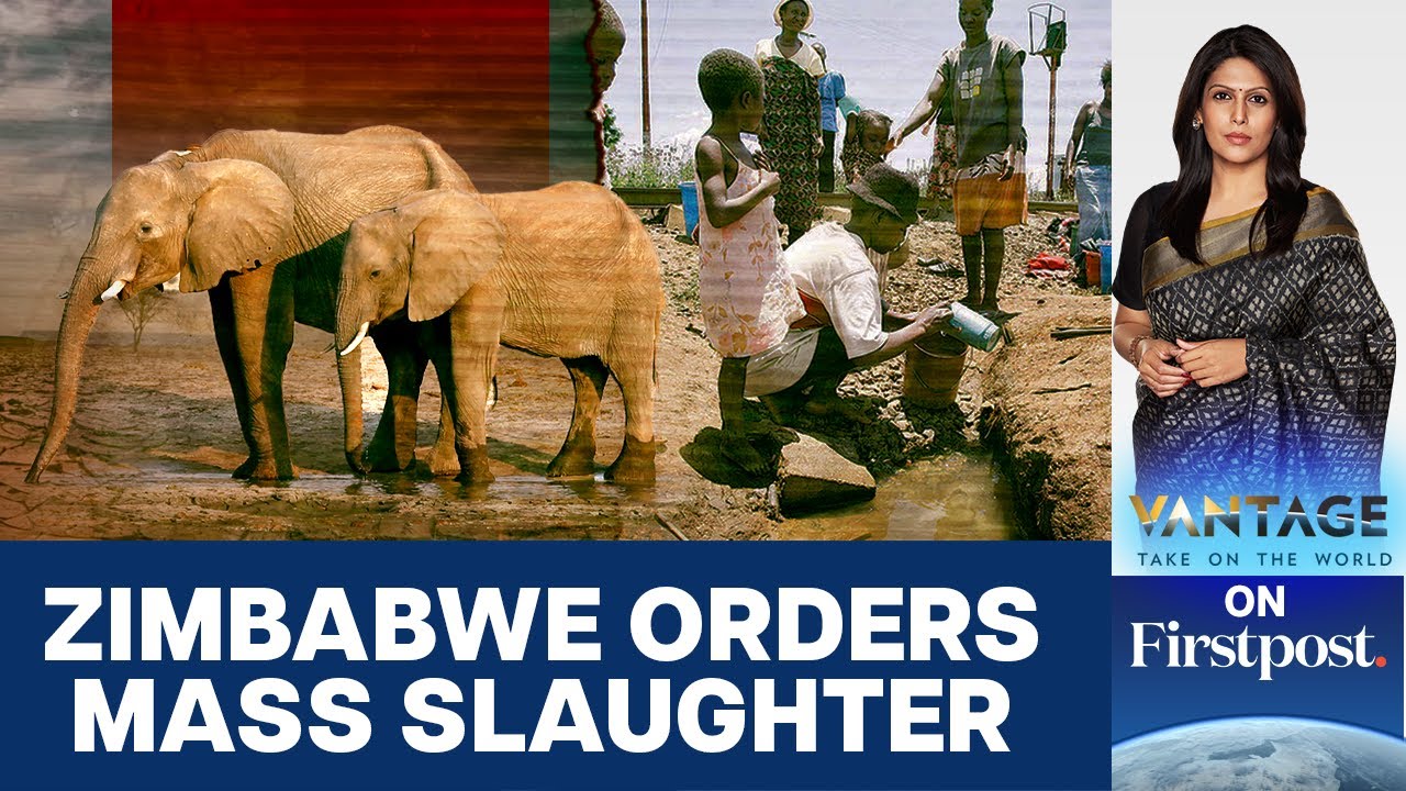 Zimbabwe to Kill 200 Elephants to Feed People Amid Drought | Vantage With Palki Sharma