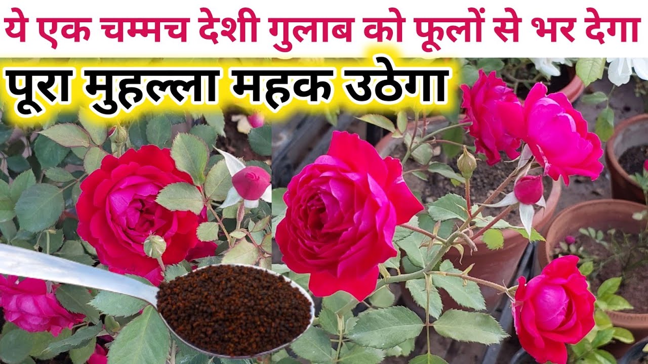 ROSE PLANT CARE, GROWING TIPS/SAVE ROSE PLANT/Desi gulab ki care & fertilizer/देशी गुलाब की देखभाल.