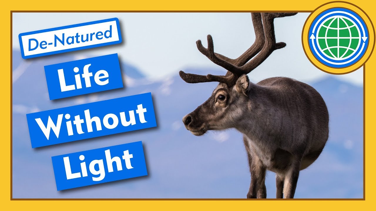 How Do Reindeer Function Without Sunlight? - De-Natured