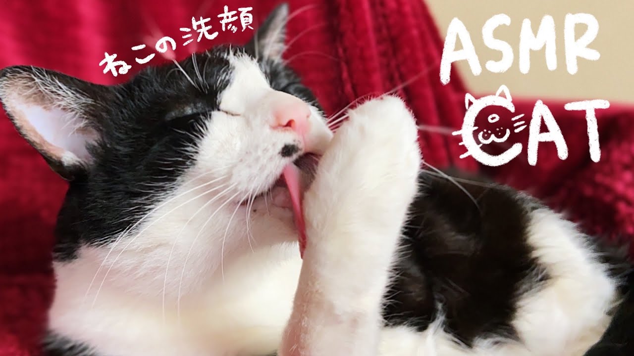 👅猫の洗顔と爪を噛むグルーミング音🎧ASMR cat grooming