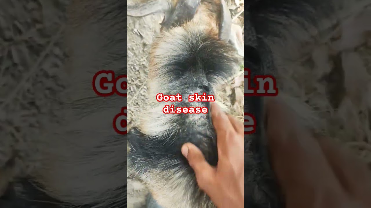 #goat Skin disease#shorts #ytshorts #trending #shortsfeed #subscribe #shortvideo#shortsfeed#animals