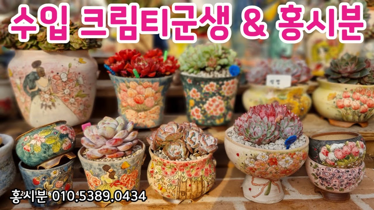 군생이 진짜 귀한 다육이 크림티군생 분갈이해요! 뿌리가 없어서 뿌리내림이 먼저예요!  ~ 홍시분에 딱 맞게 식재해주고 뿌리 건강하게 받아보겠습니다~ #다육이 #다육식물 #홍시분