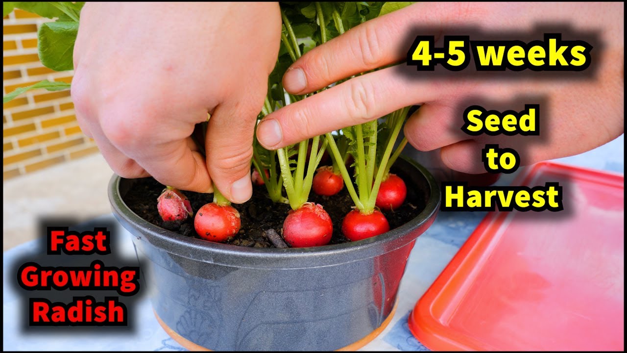 How to Grow Radish in Little Space from Seed to Harvest - Container Garden