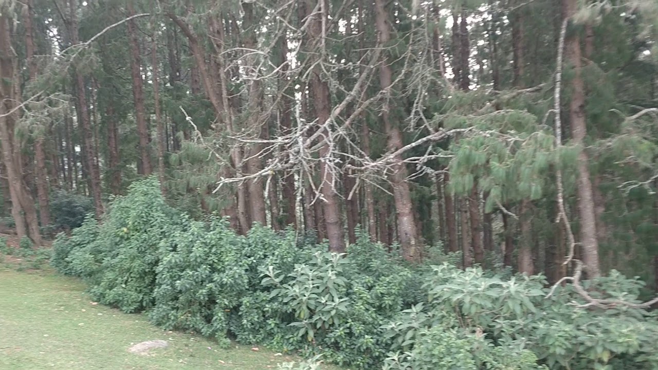 Ooty weather