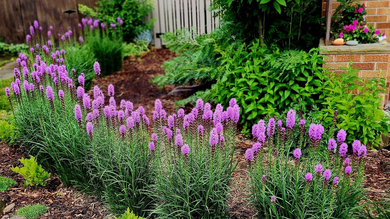 End of June Walkabout & Garden Tour - Drone Views - Hydrangeas, Daisies, Liatris, Coneflowers!!  🌼🌺🏵