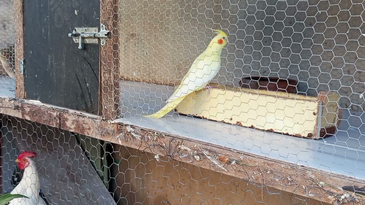Cuidando dos meus pássaros 