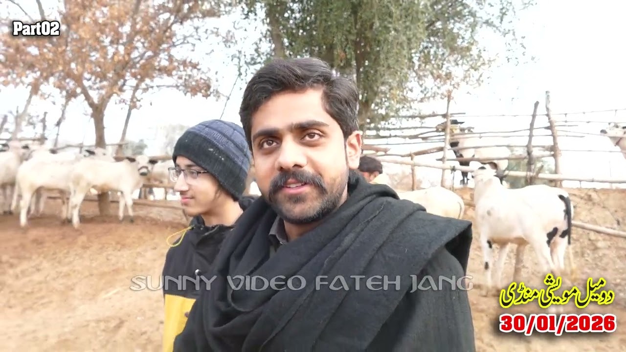 Today Domail Mandi Fatehjang Rate’s update30/Jan.2026-Part02Sunny Video Fateh Jang Cow Mandi 2026