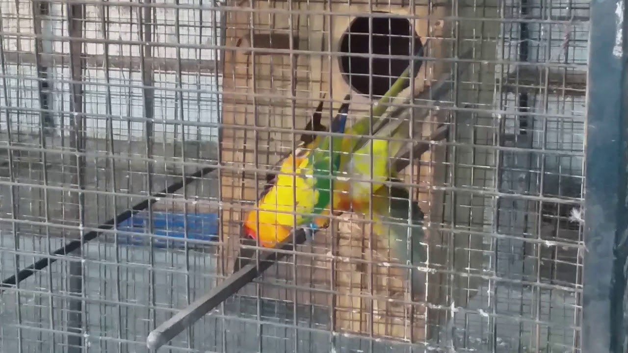 Perfect Sunconure Mating