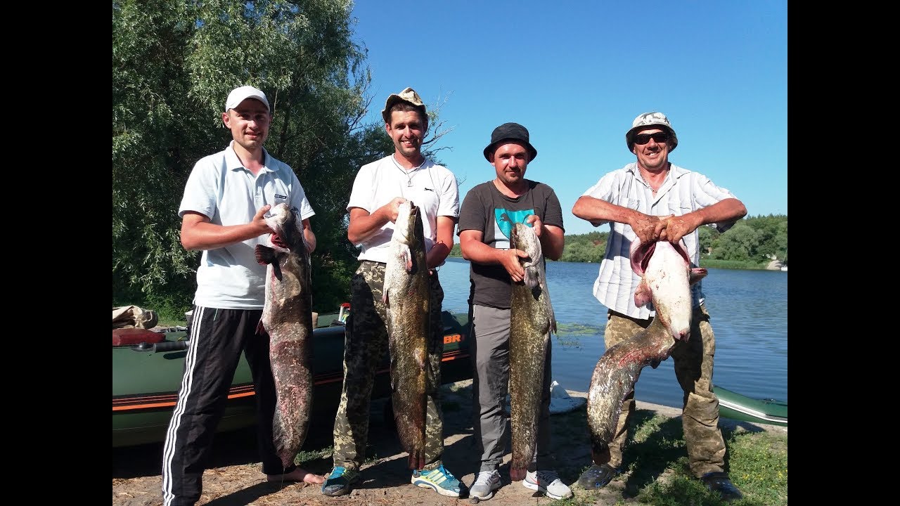 Ловля сома в Черкассах. Сом на квок 2018. Рыбалка на сома. Ловля сома на квок. Catfish / Сом