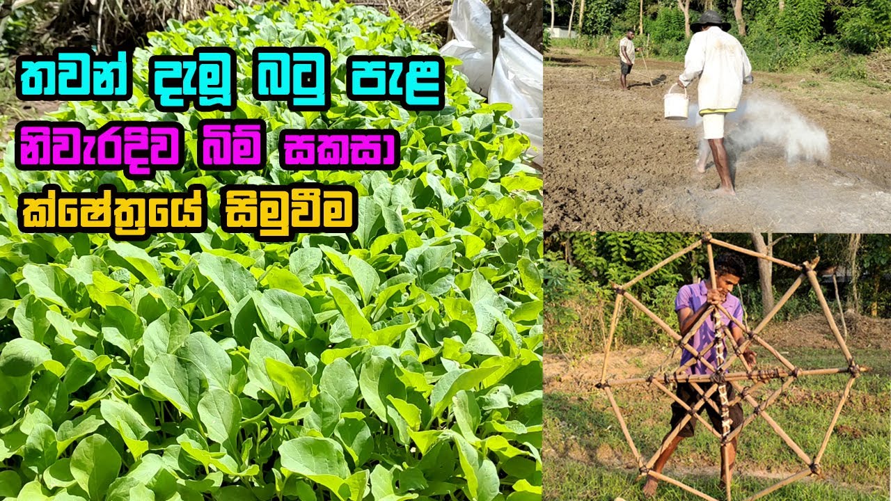 බටු වගාවේ මූලික බිම් සැකසීම සහ පැළ සිටවීම| brinjal cultivation | batu wagawa | How to Grow Eggplant