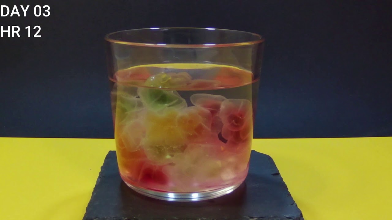 Jelly Bears Vs Wodka Time Lapse