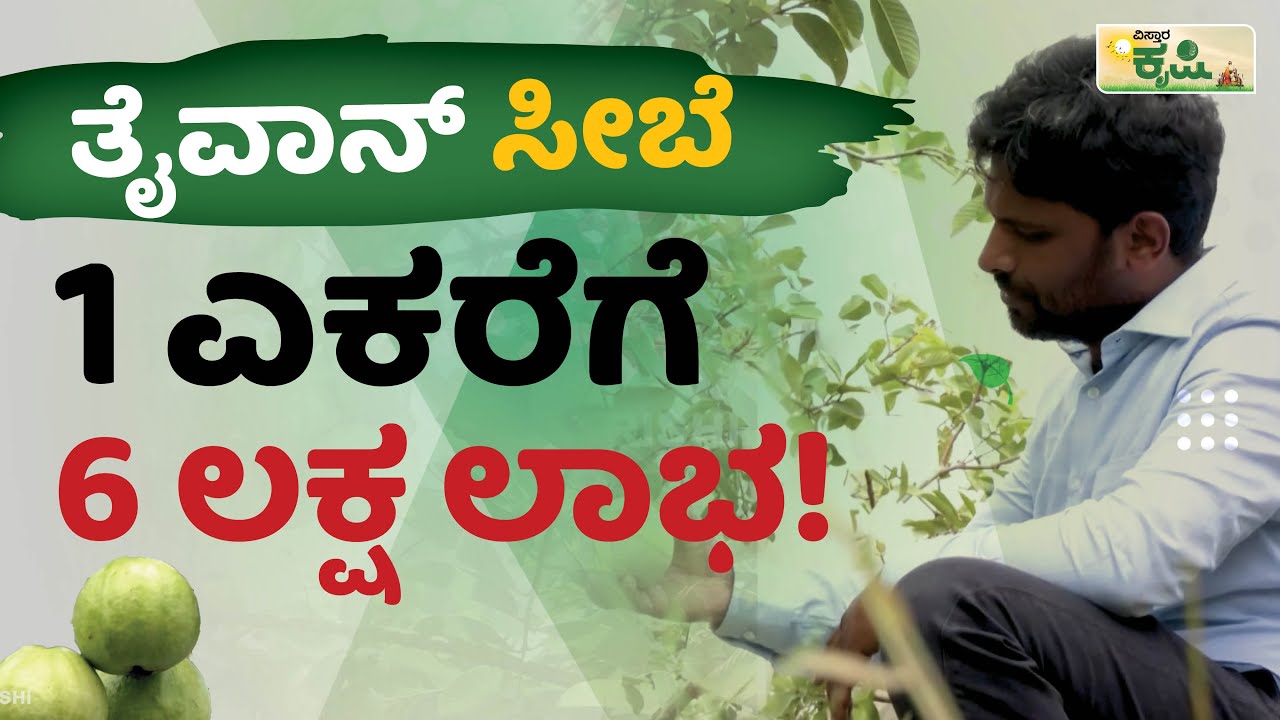 1 ಎಕರೆಗೆ 6 ಲಕ್ಷ ಲಾಭ! | ತೈವಾನ್‌ ಸೀಬೆ  | Taiwan Guava Farming In Kannada | Vistara Krishi