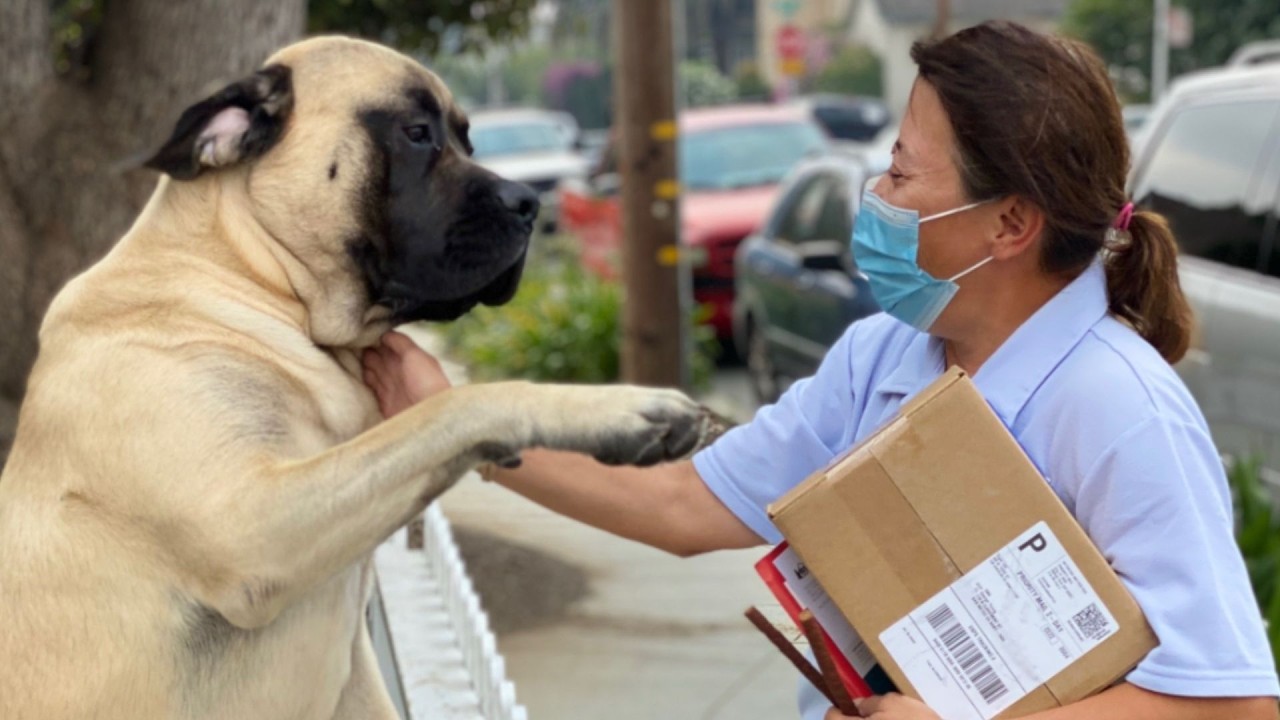 This English Mastiff Was Too Big for Everyone—Until a Neighborhood Saw His True Heart
