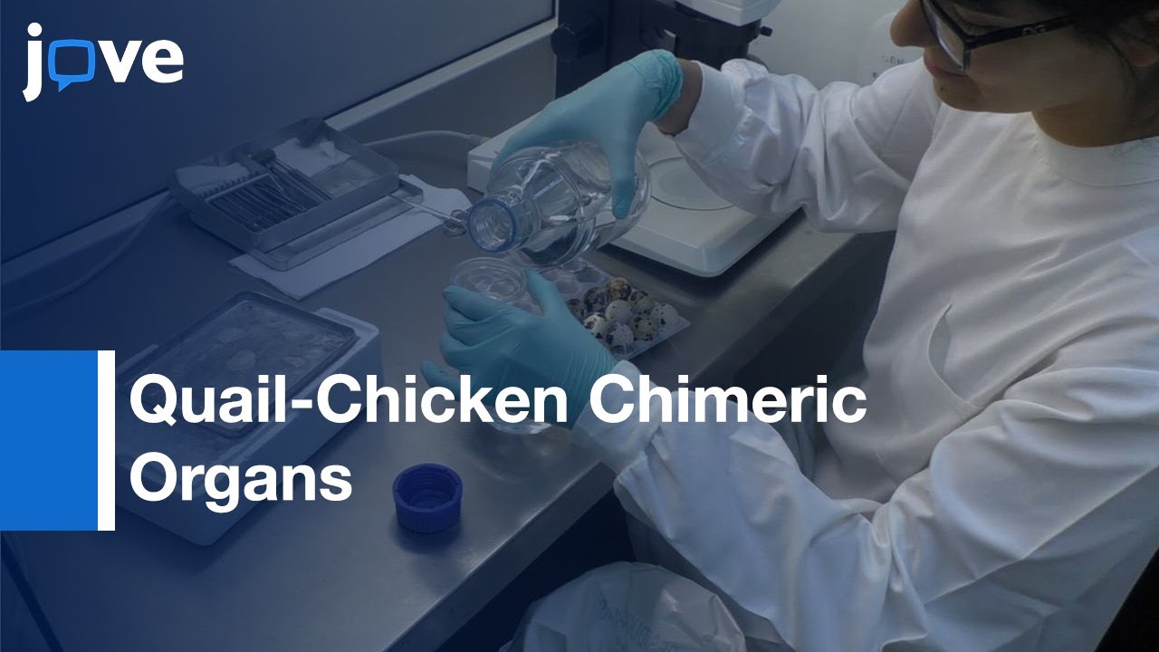 Quail-Chicken Chimeric Organs Formation by Thymus | Protocol Preview