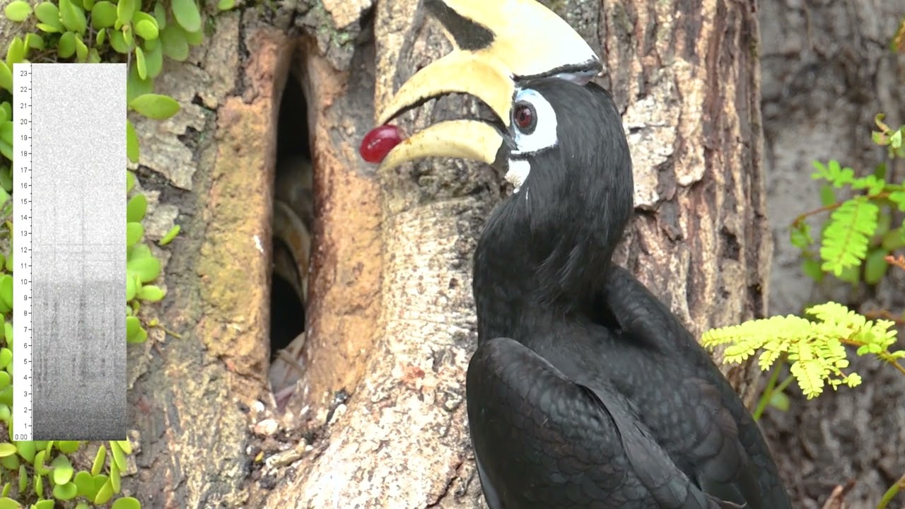 Hornbill brings food 2 (8 Jan)