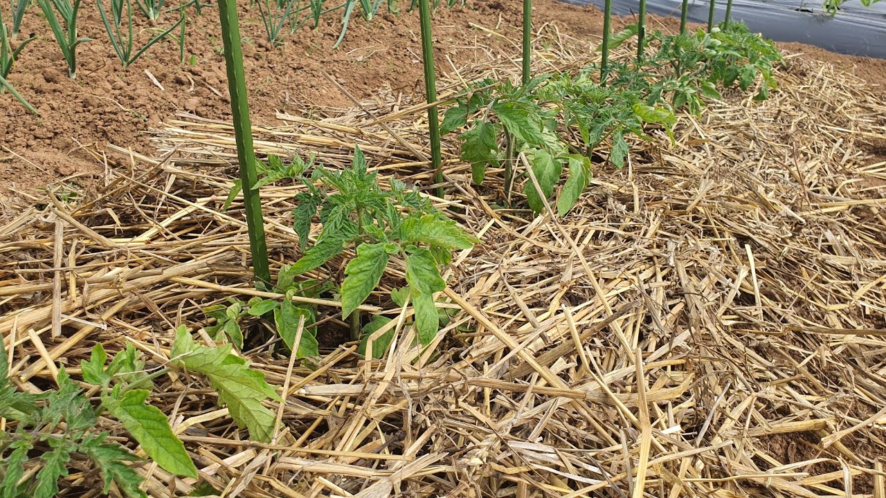 Узнайте, как мульча может повысить урожайность овощей и какие материалы лучше всего