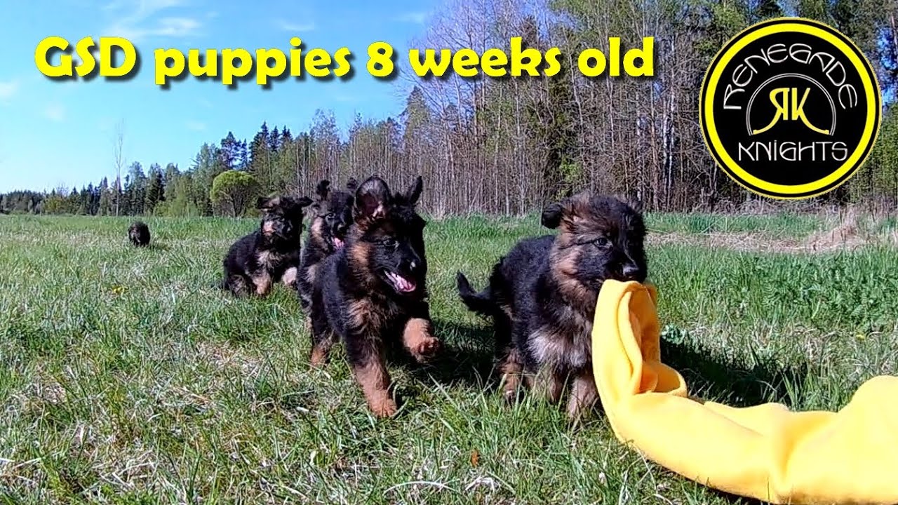 Messi & Ines puppies 8 weeks old - longhaired German Shepherds