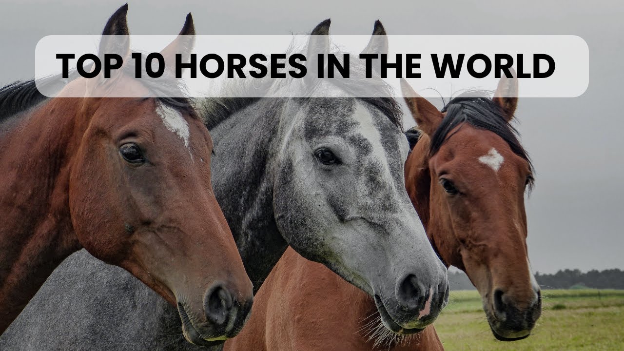 Top 10 Horses in the World: Unmatched Beauty and Performance