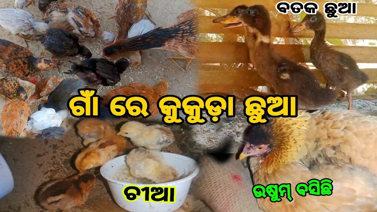 ଦେଶୀ କୁକୁଡ଼ା ଛୁଆ କେତେ 