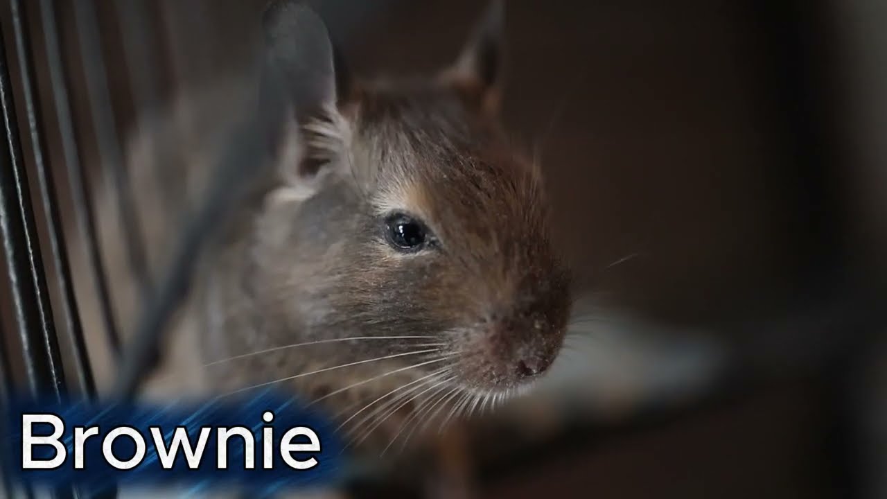 Little Moments, Big Joy 🐹✨ Life with Our Degus