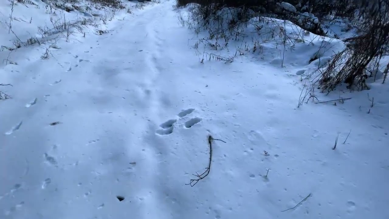 Walk up Squatch  holler, way to quiet today! “ all eyes on me”😅