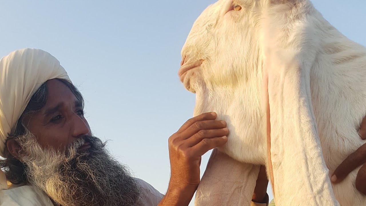 10 Million Dollar Goat |Interview with Owner