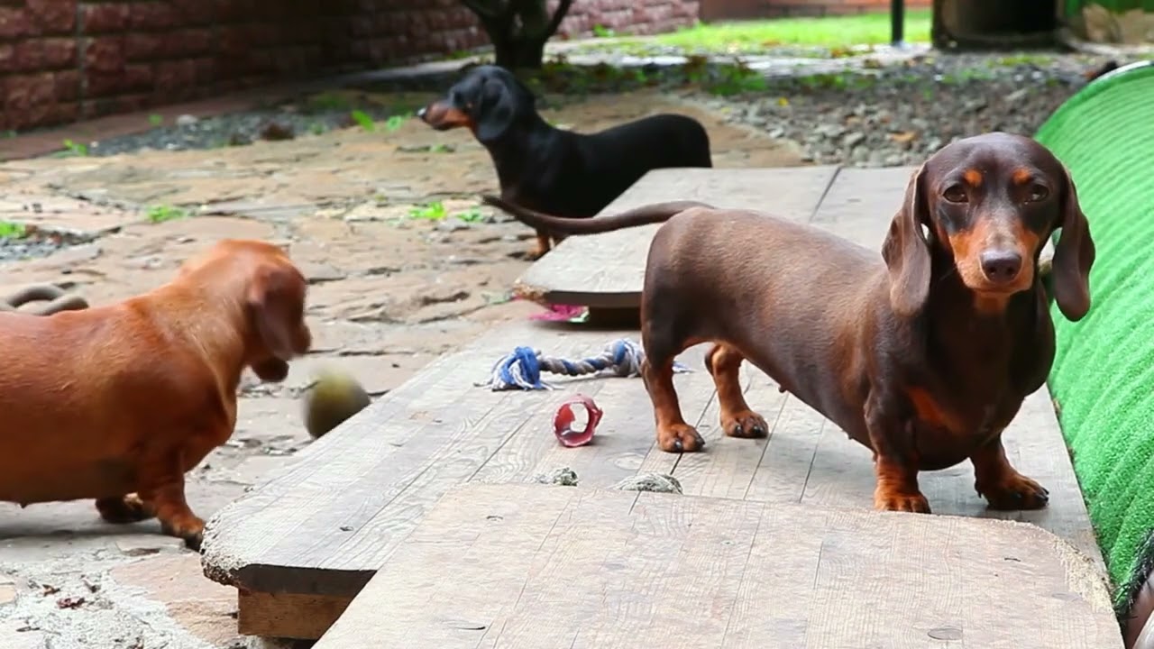 Dachshund (Sosis Köpek) Özellikleri ve Bakımı - Pratik Bilgi Bankası
