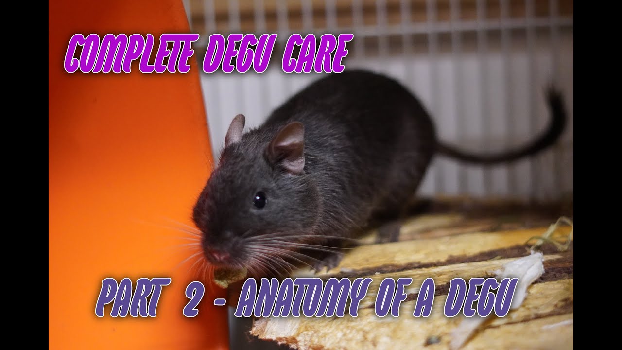 Complete Degu Care Part  2 - Anatomy of a Degu